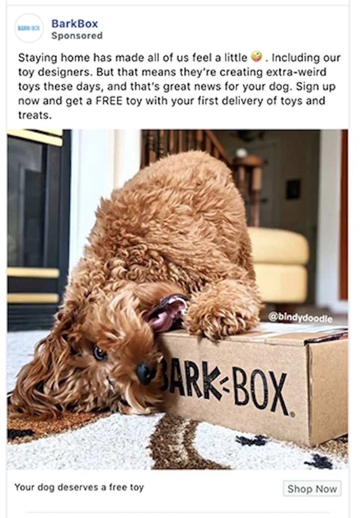 paid-social-bark-box-ad-with-dog